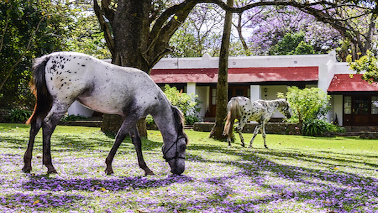 Horseback safari riding