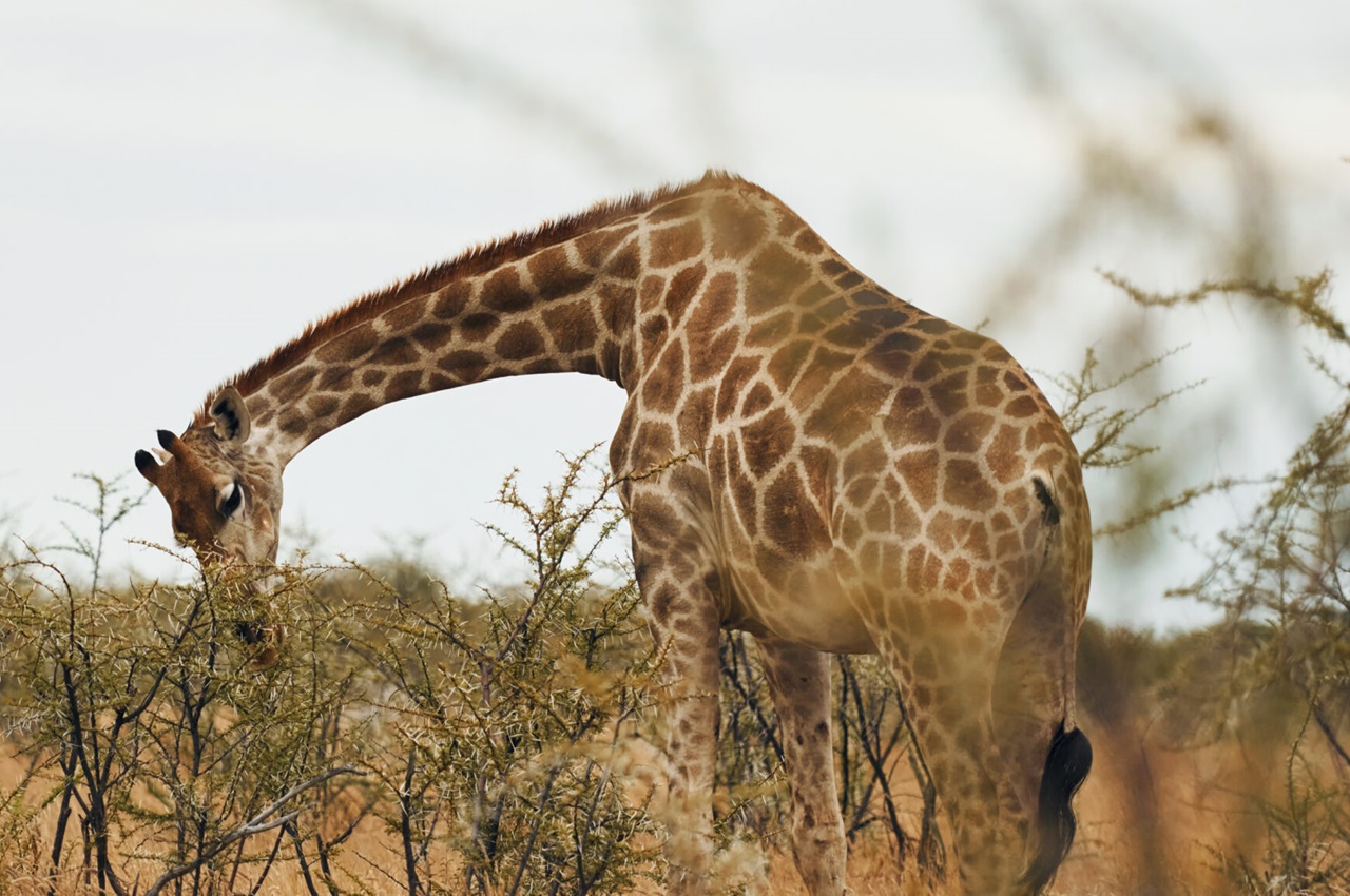 5 Days Safari Tarangire, Serengeti National Park & Ngorongoro Crater