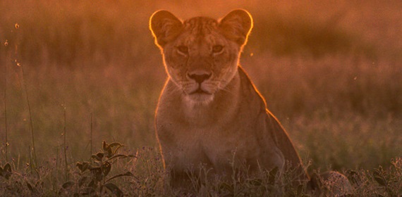 Tanzania National Parks